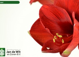 hippeastrum Ferrari ® (3)